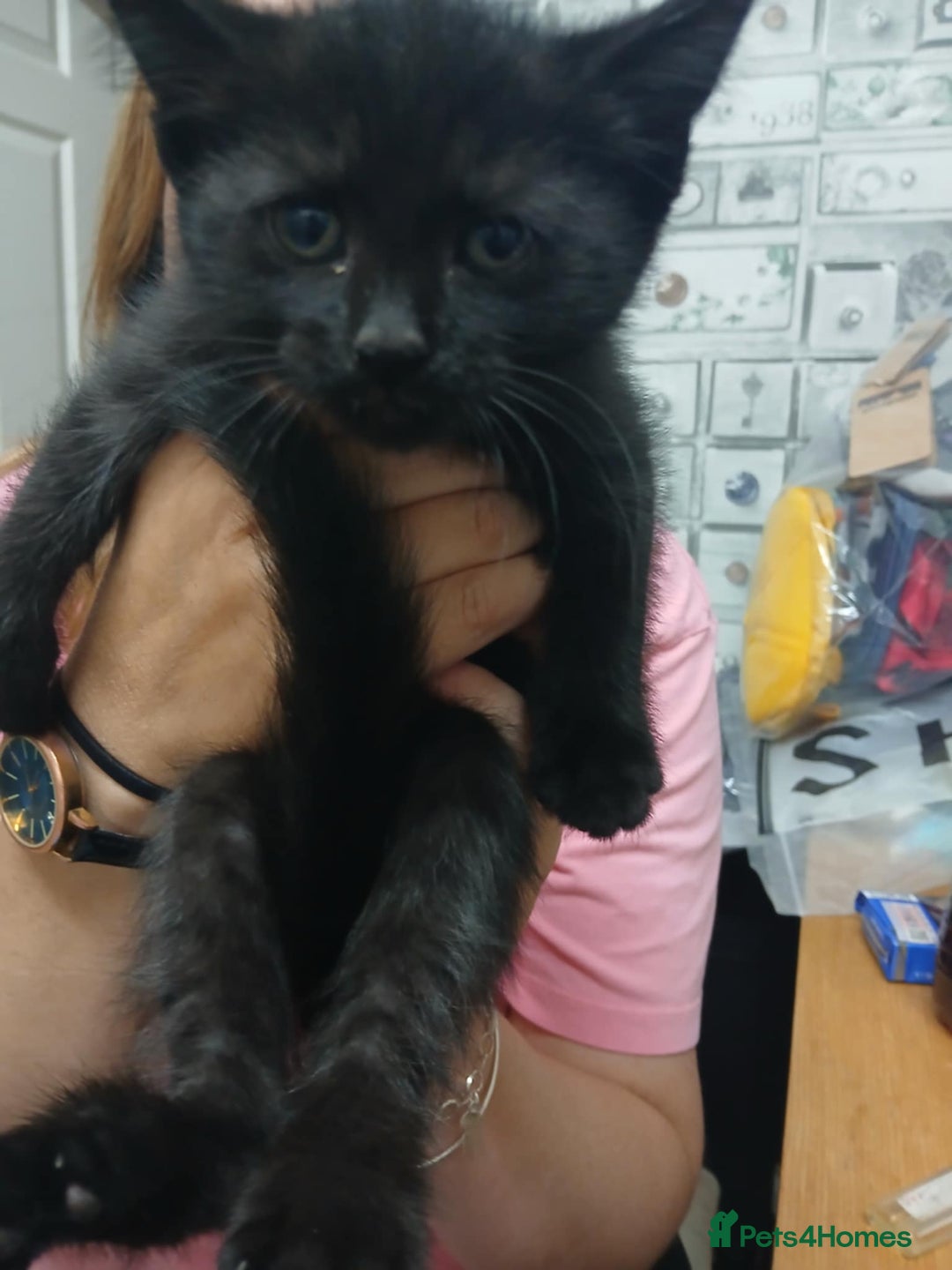 British Shorthair cats for sale: Cute kittens  - Image 4