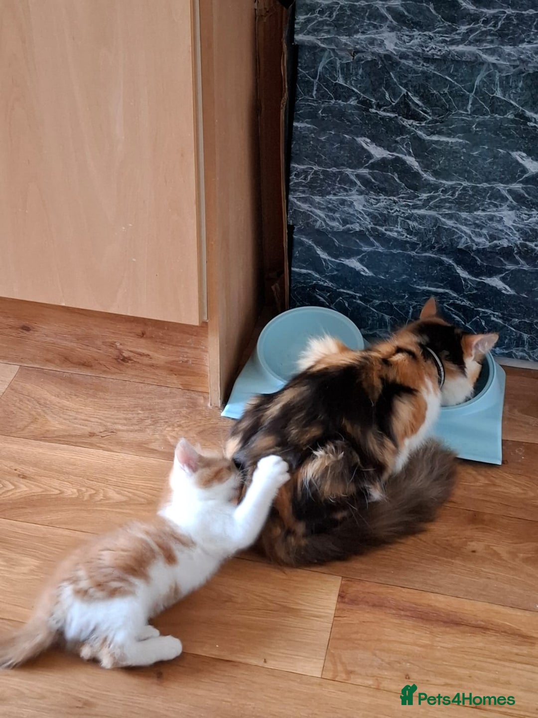 Mixed Breed cats for sale: 2 beautiful kittens - Image 12