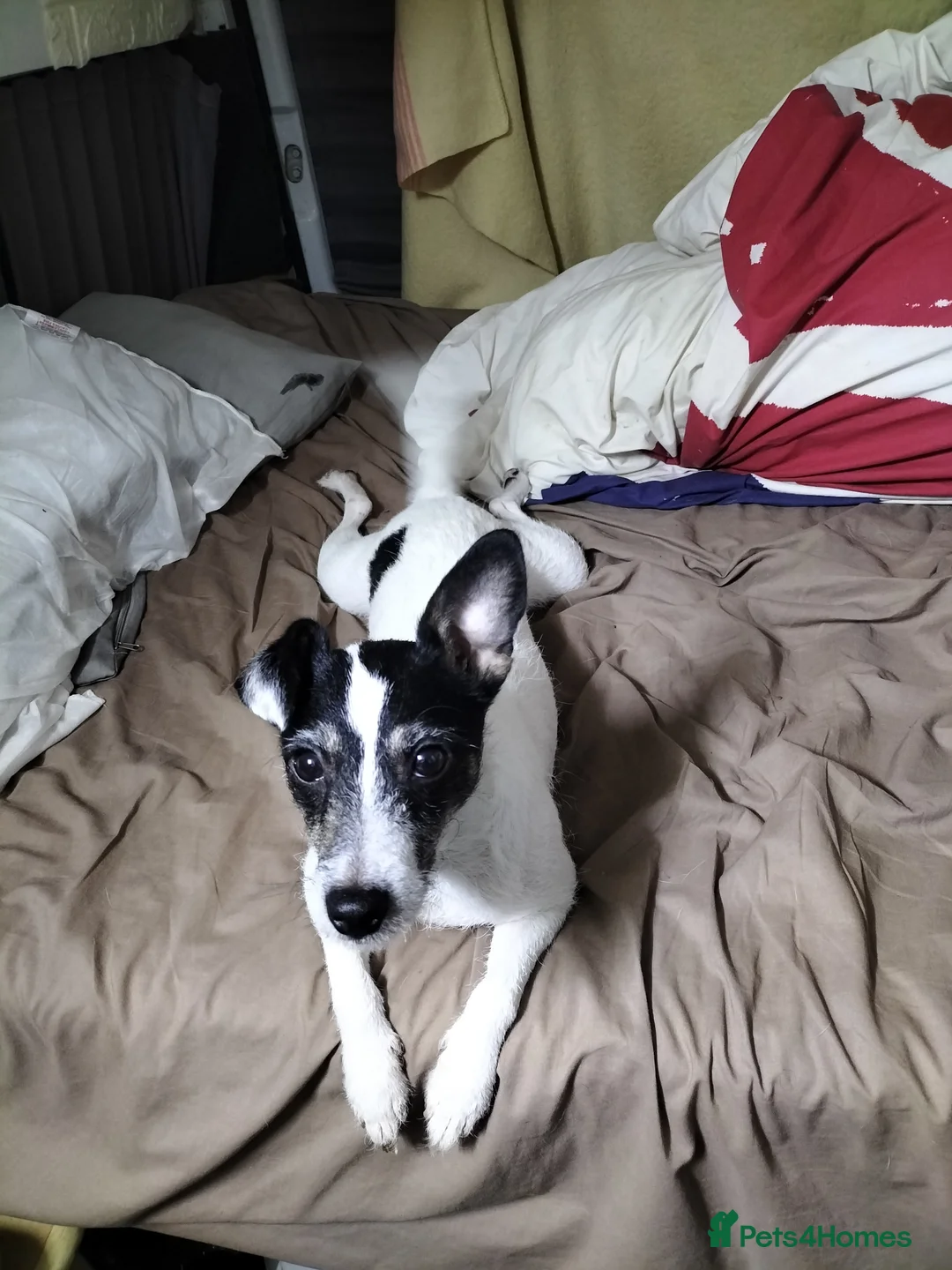 Mixed Breed dogs for sale: 3 year old female  in Barnstaple - Advert 5