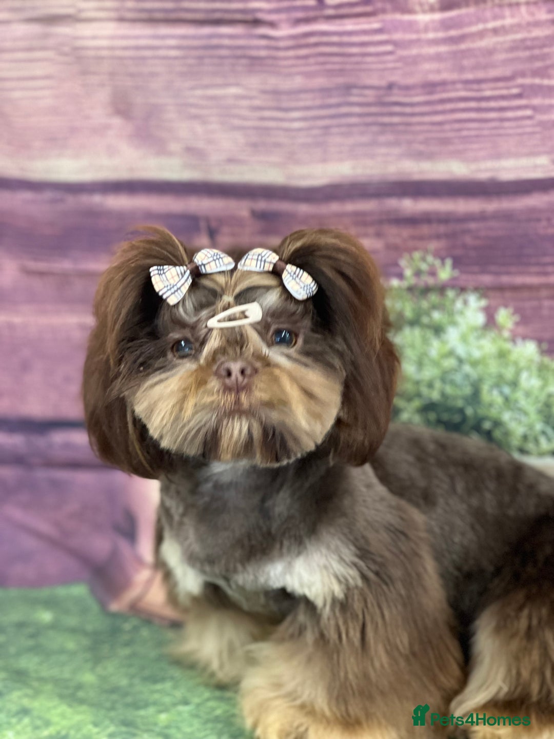 Shih Tzu dogs for stud: stunning dobie stud boy in Doncaster - Image 4
