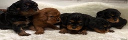 Cavalier King Charles Spaniel dogs for sale: KC King Charles Cavalier Puppies for sale  - Advert 5