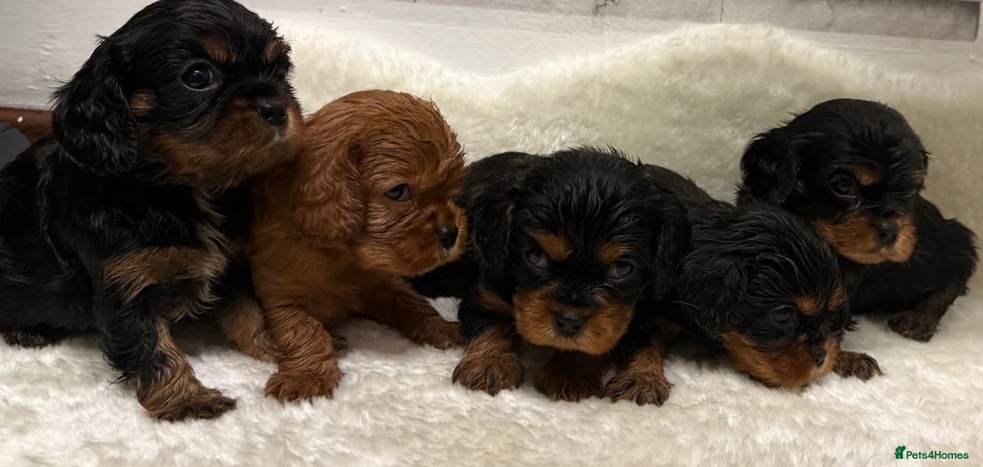 Cavalier King Charles Spaniel dogs for sale: KC King Charles Cavalier Puppies for sale  - Advert 5