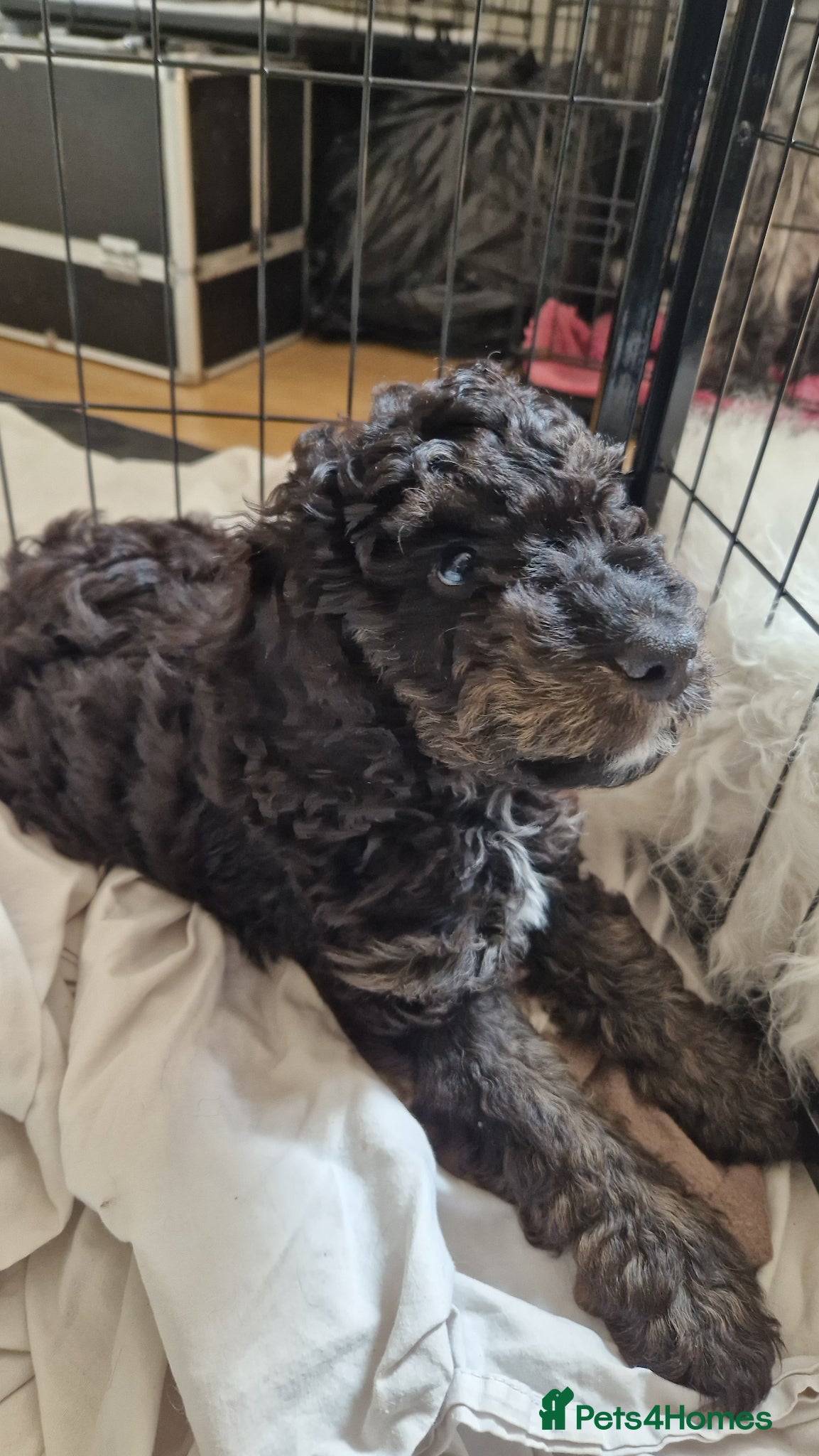 Cockapoo dogs F1b Cockapoo READY TO GO  - Advert 13