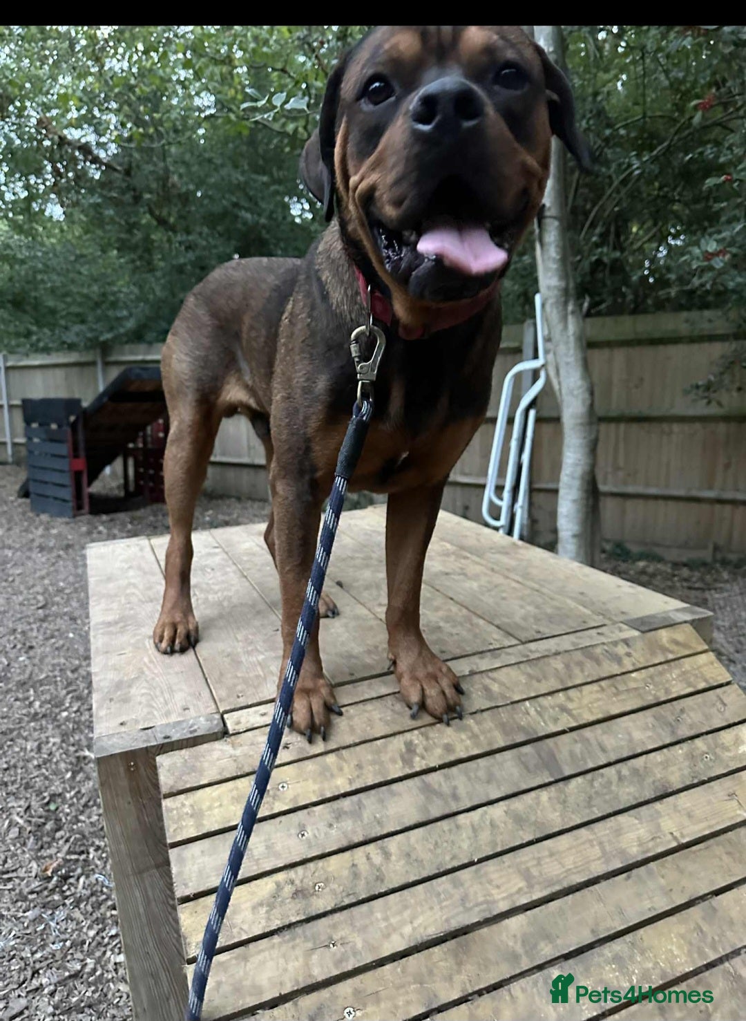 Mixed Breed dogs for sale: 10 month old rottweiler x  - Image 4
