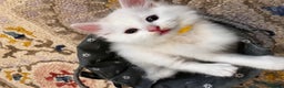 Turkish Angora cats for sale: Turkish Angora Longhair kittens - Advert 21