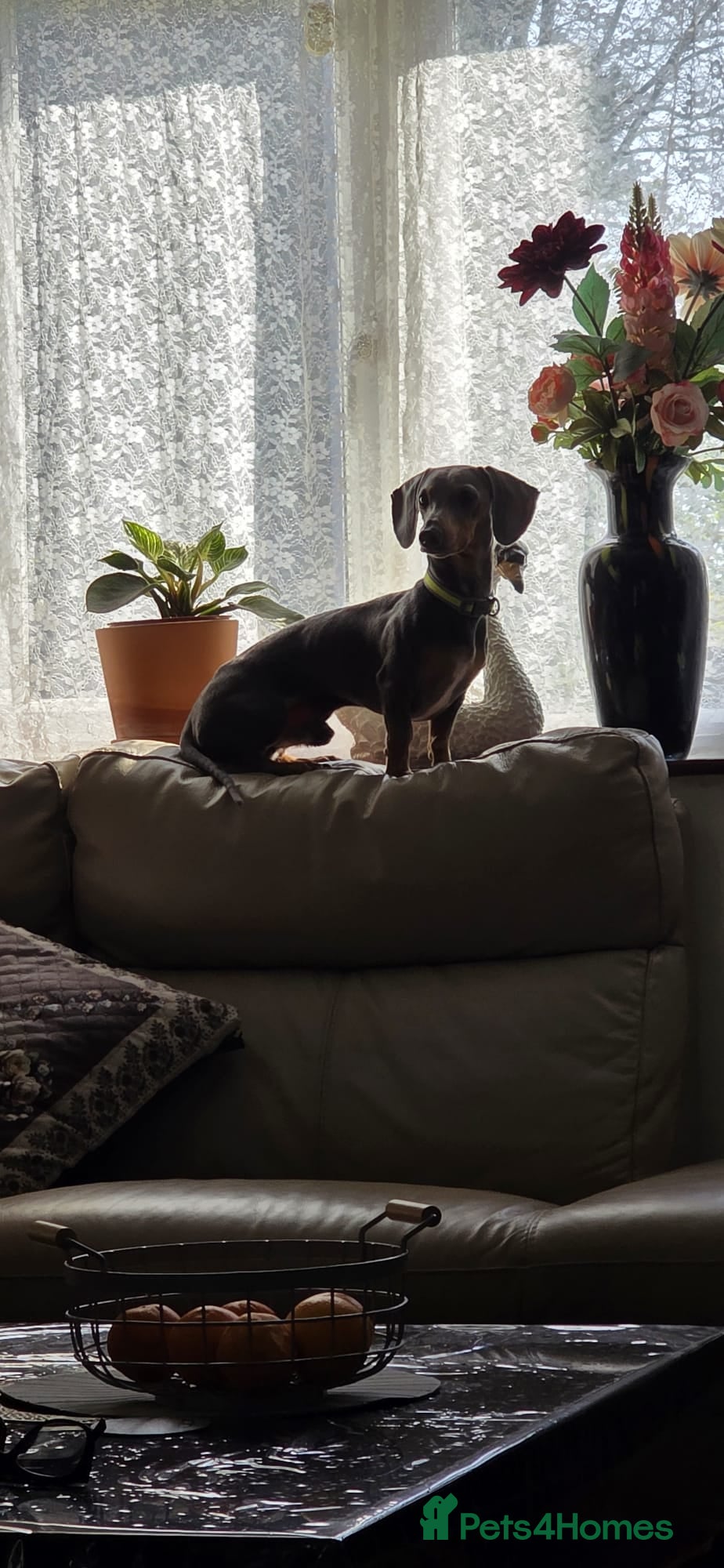 Dachshund dogs Beautiful  Dachshund Puppy for Sale - Advert 5