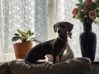 Dachshund dogs Beautiful Dachshund Puppy for Sale - Advert 5