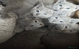 Russian Blue cats for sale: ***Gorgeous TICA Russian Blue Kittens*** - Image 1
