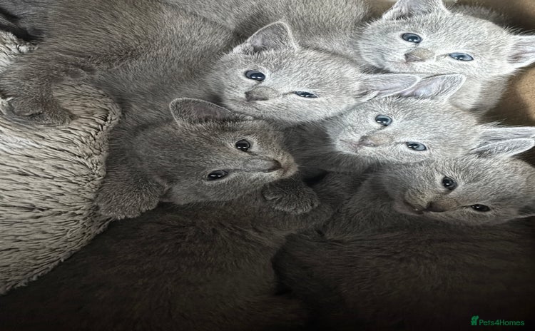 Russian Blue cats - Advert 8