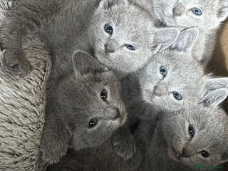 Russian Blue cats - Advert 4