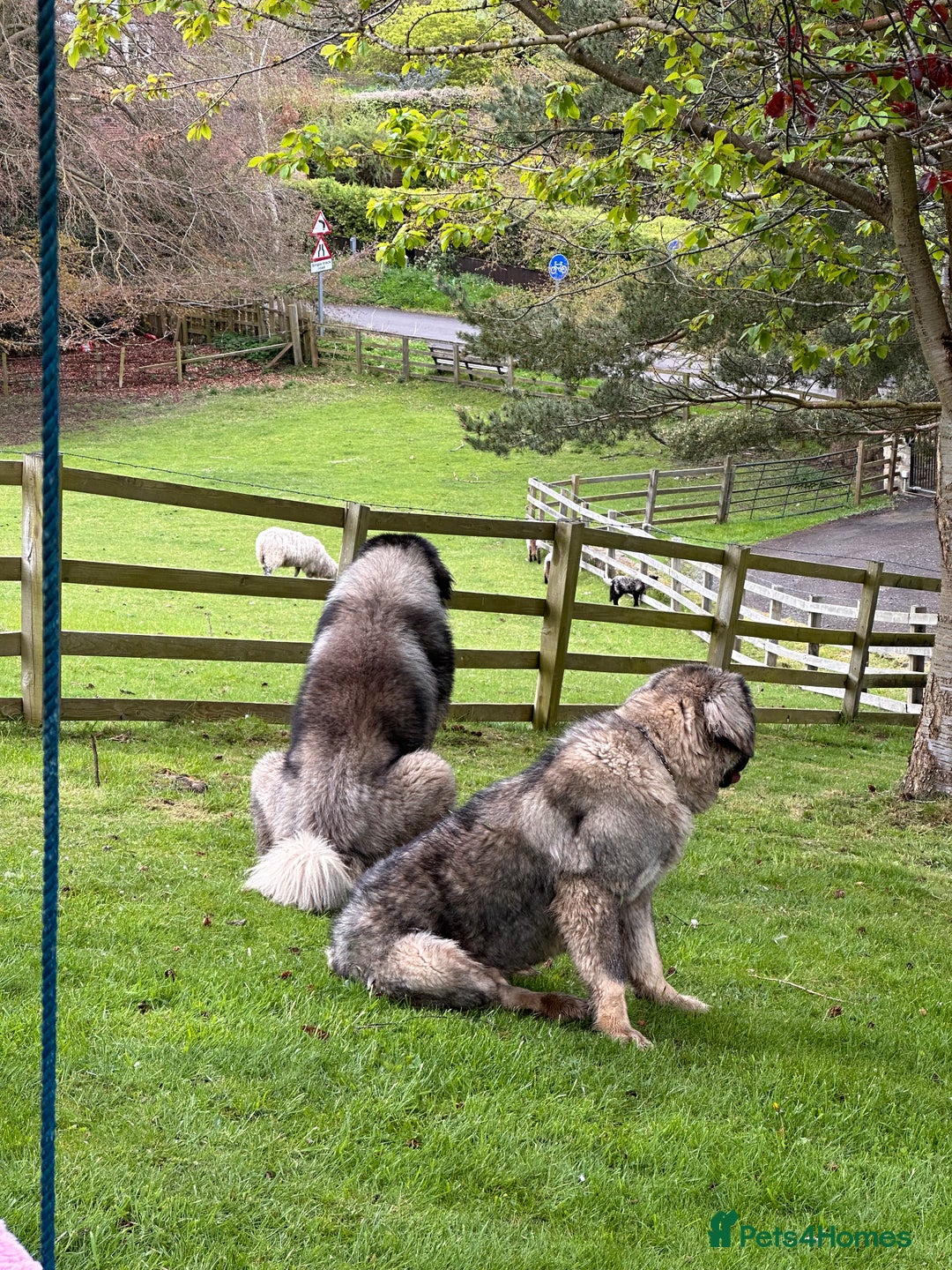 Caucasian Shepherd Dog dogs for sale: Caucasion Shepherd Puppies - Advert 9