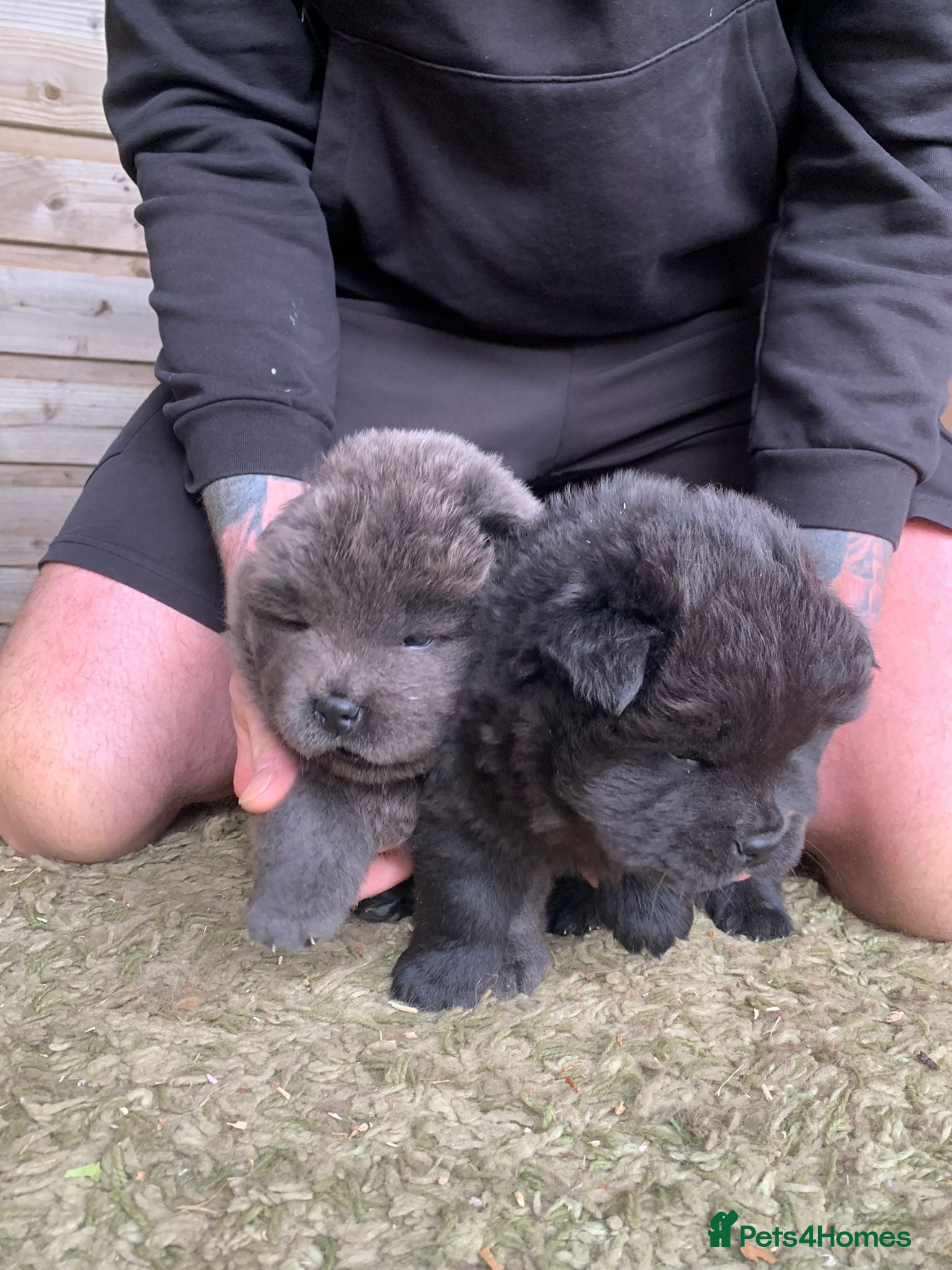 Chow Chow dogs Choclate/lilac Chow chow puppies - Advert 1