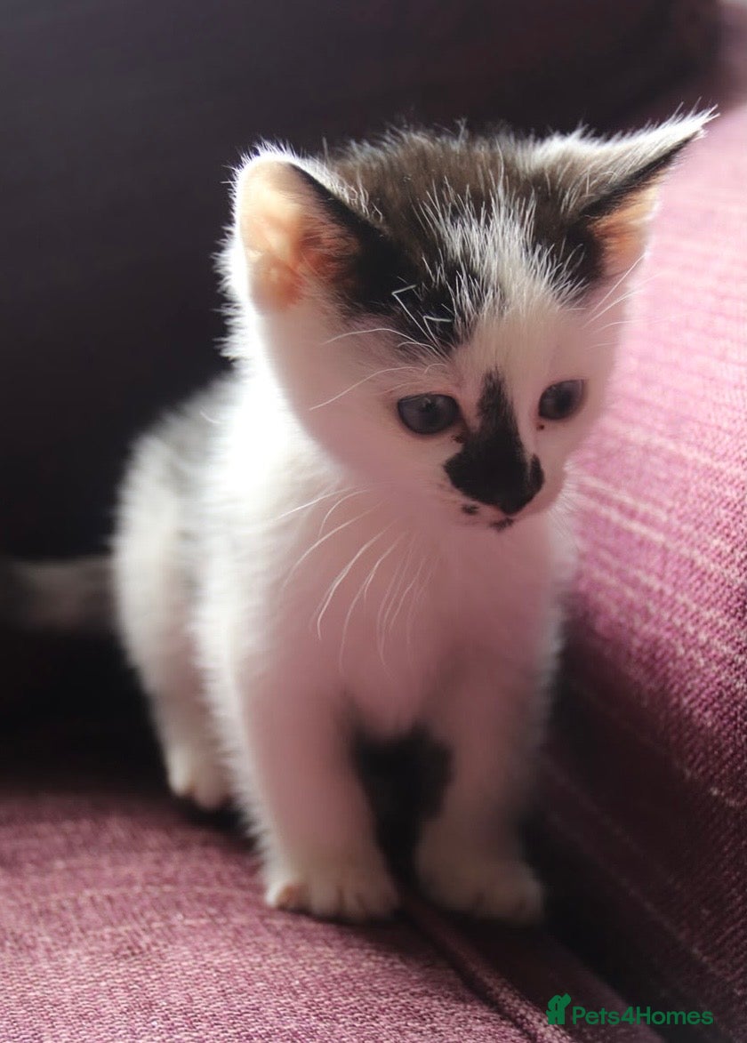 Mixed Breed cats Super friendly and stunning part Siamese kittens  - Advert 10