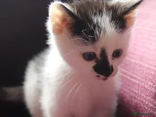 Mixed Breed cats Super friendly and stunning part Siamese kittens - Advert 10