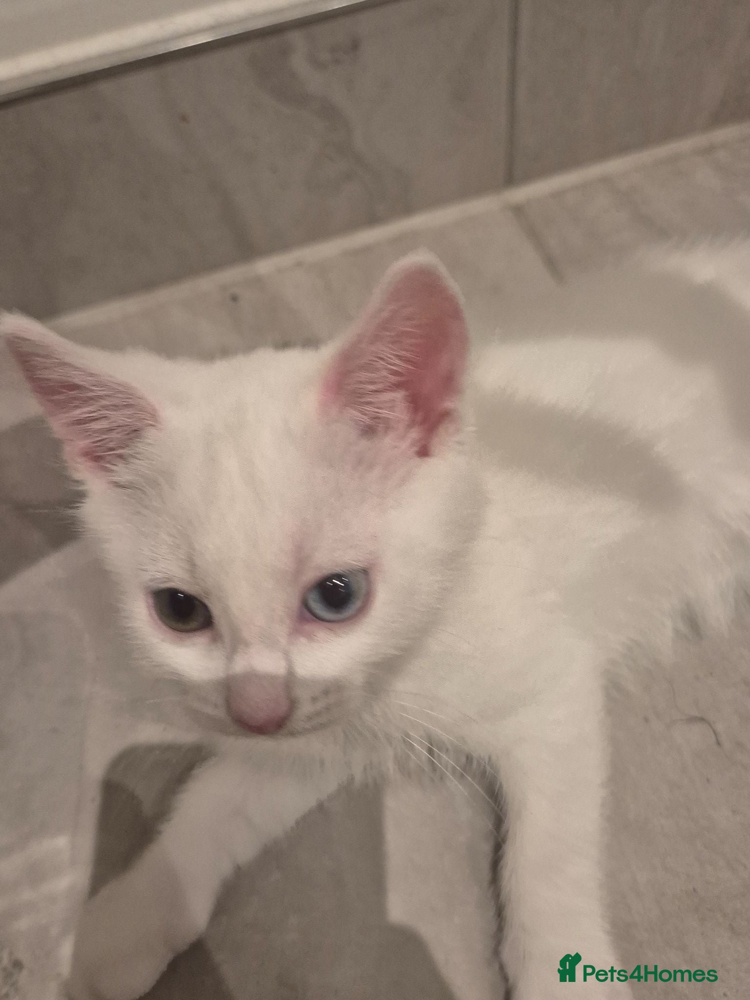 Domestic Shorthair cats Fluffy pure white with 2 different colour eyes - Advert 2