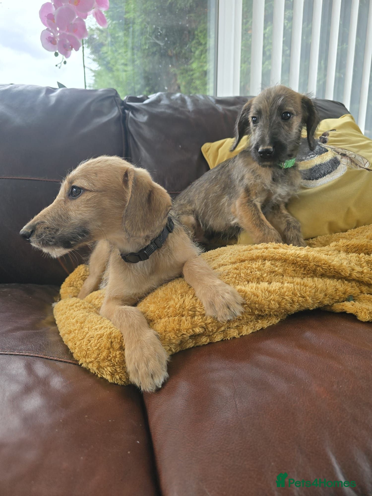 Mixed Breed dogs Bedlington x whippet pups - Advert 4