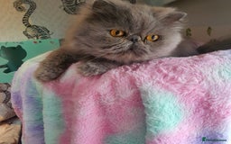 Persian cats for sale: Gorgeous blue pure breed Persian Boy - Image 5