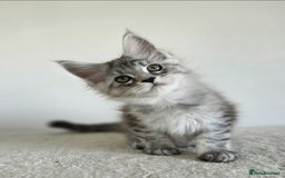Maine Coon cats for sale: Maine Coon Magic – 3 Stunning Boy Kittens - Image 1