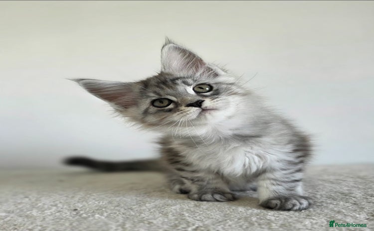 Maine Coon cats - Advert 1