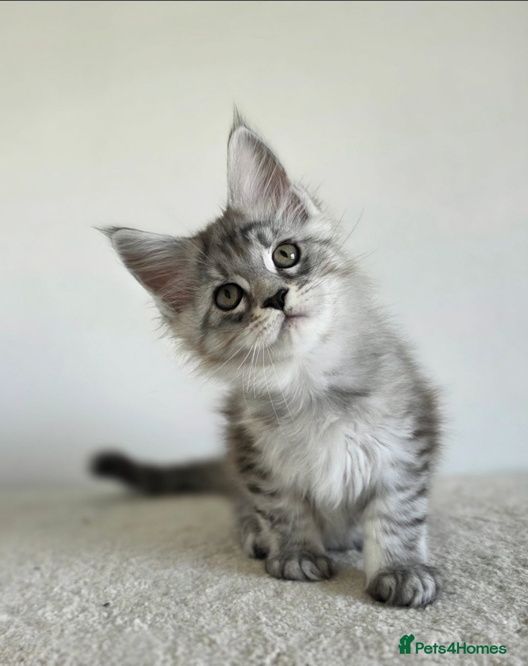 Maine Coon cats for sale: Maine Coon Magic – 3 Stunning Boy Kittens - Image 1