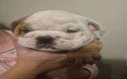 English Bulldog dogs for sale: English Bulldog Puppies  - Image 12