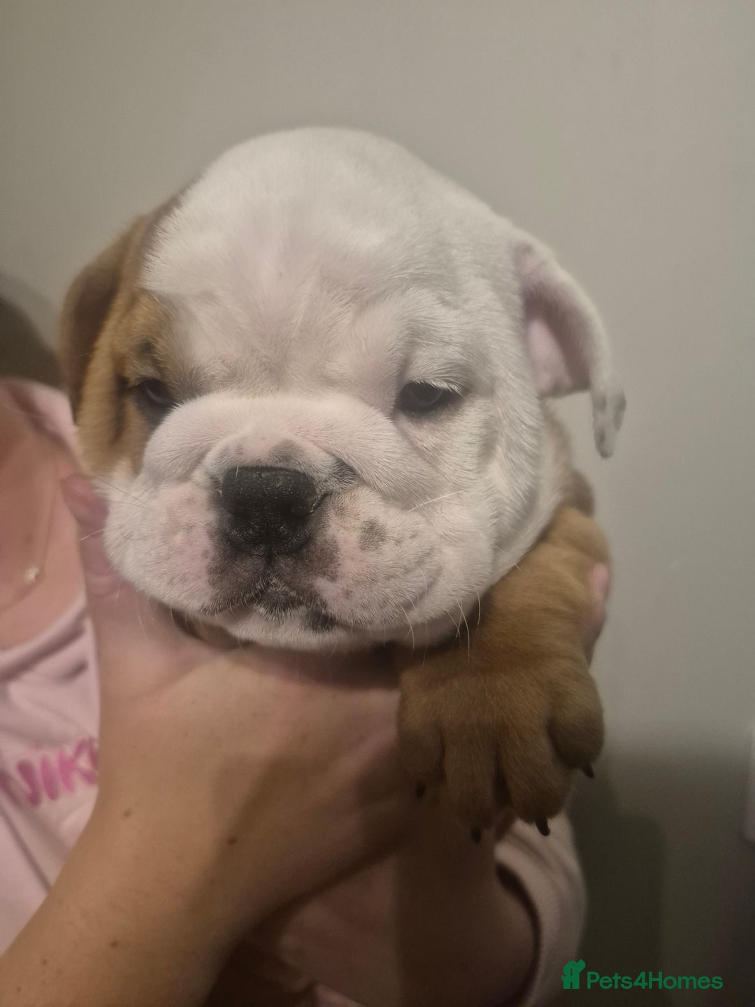 English Bulldog dogs for sale: English Bulldog Puppies  - Image 12