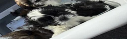 Shih Tzu dogs for sale: 3 beautiful Shih Tzu pups  - Advert 10