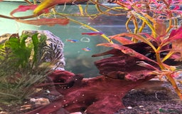 Tetras fish for sale: Fish and full set up - Image 6