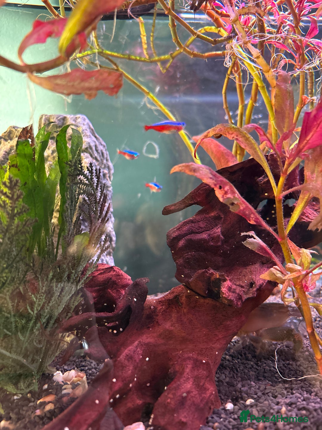 Tetras fish for sale: Fish and full set up - Image 6