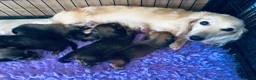 Miniature Dachshund dogs for sale: Miniature Dachshunds Longhaired - Advert 2