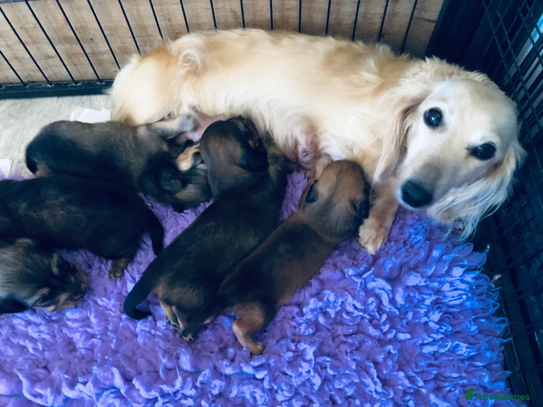 Miniature Dachshund dogs for sale: Miniature Dachshunds Longhaired - Advert 2