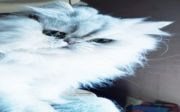 Persian cats for sale: Rare beauty chinchilla persian male kitten - Image 5