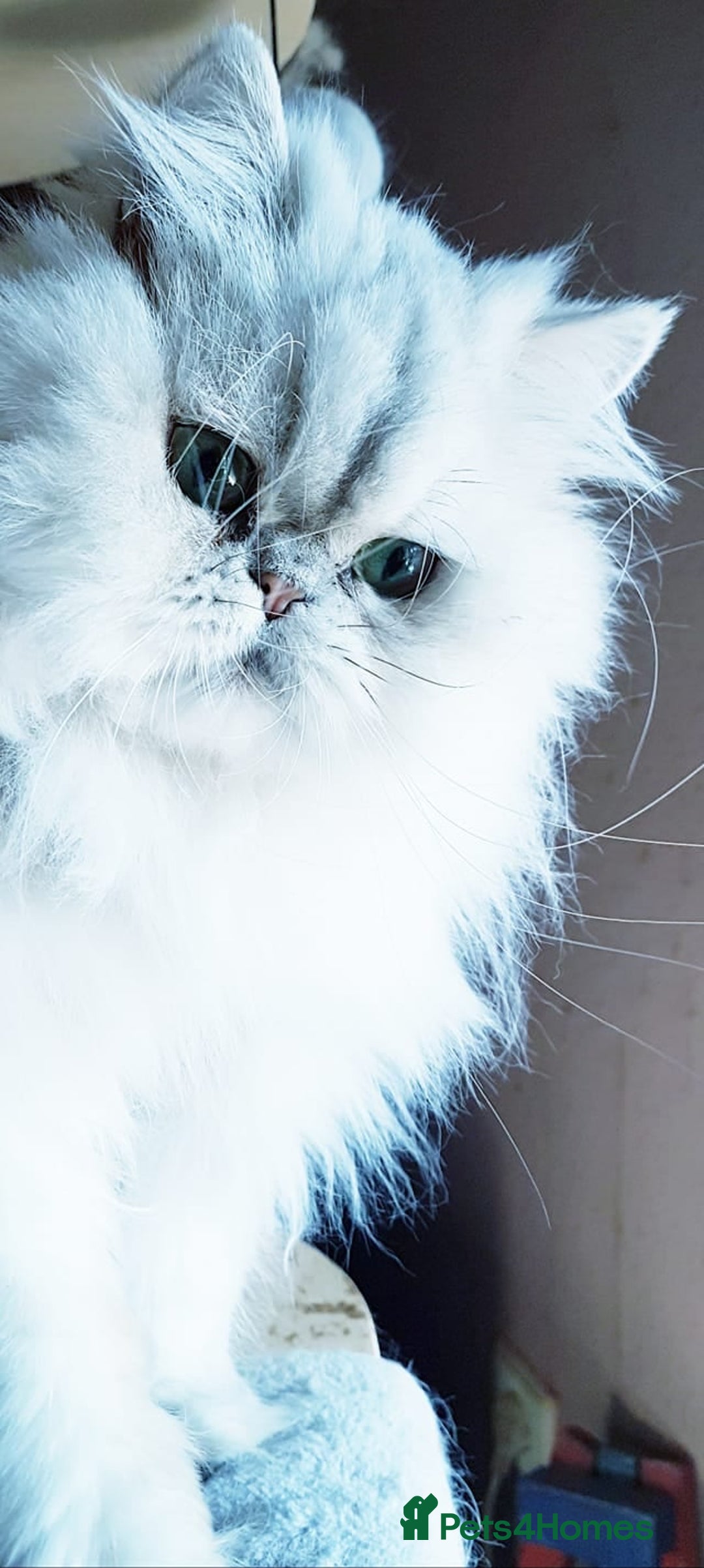Persian cats for sale: Rare beauty chinchilla persian male kitten - Image 5