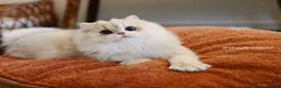 British Longhair cats for sale: stunning ay12 British Longhair – Sweet & Loving - Advert 3