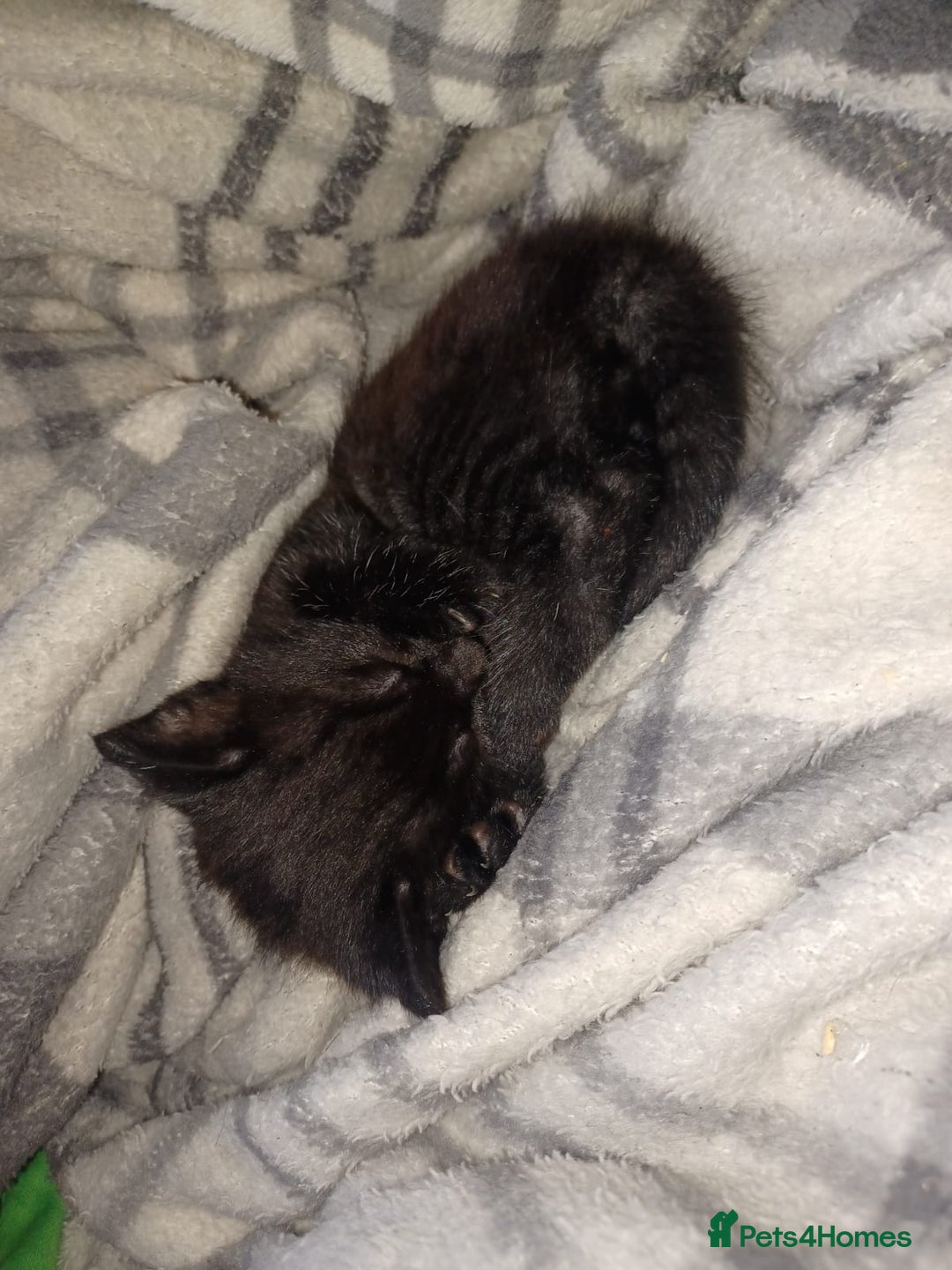 Mixed Breed cats for sale: Kittens for sale - Advert 9