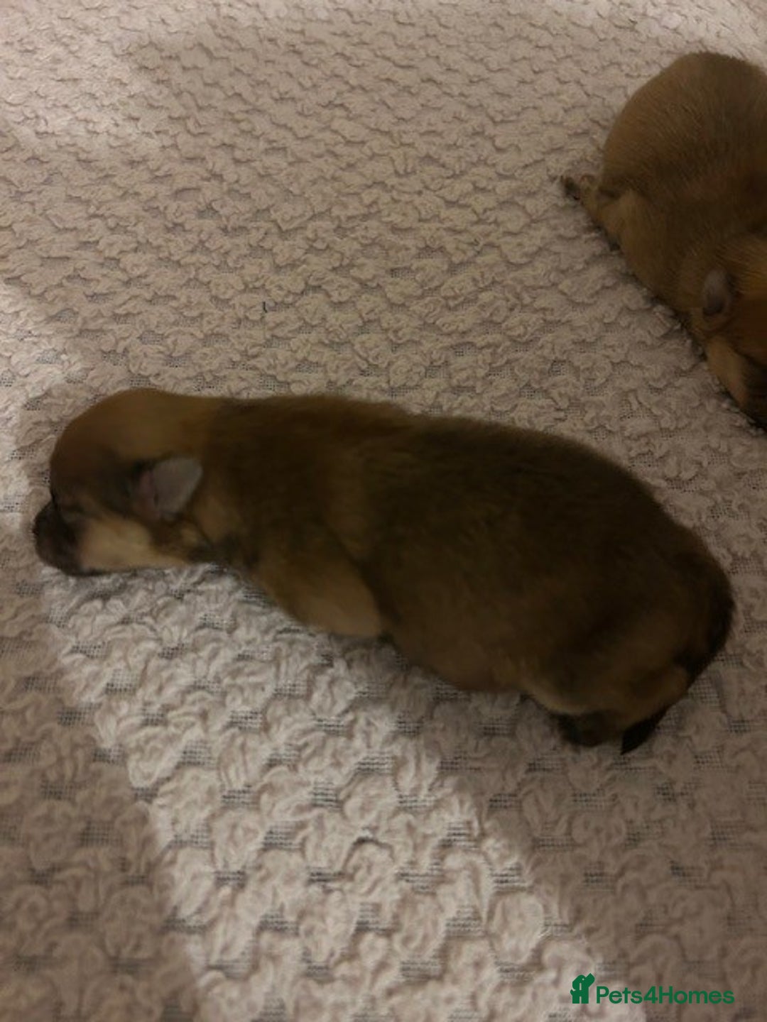 Pomeranian dogs for sale: Tiny Pomeranian Puppies - Advert 27