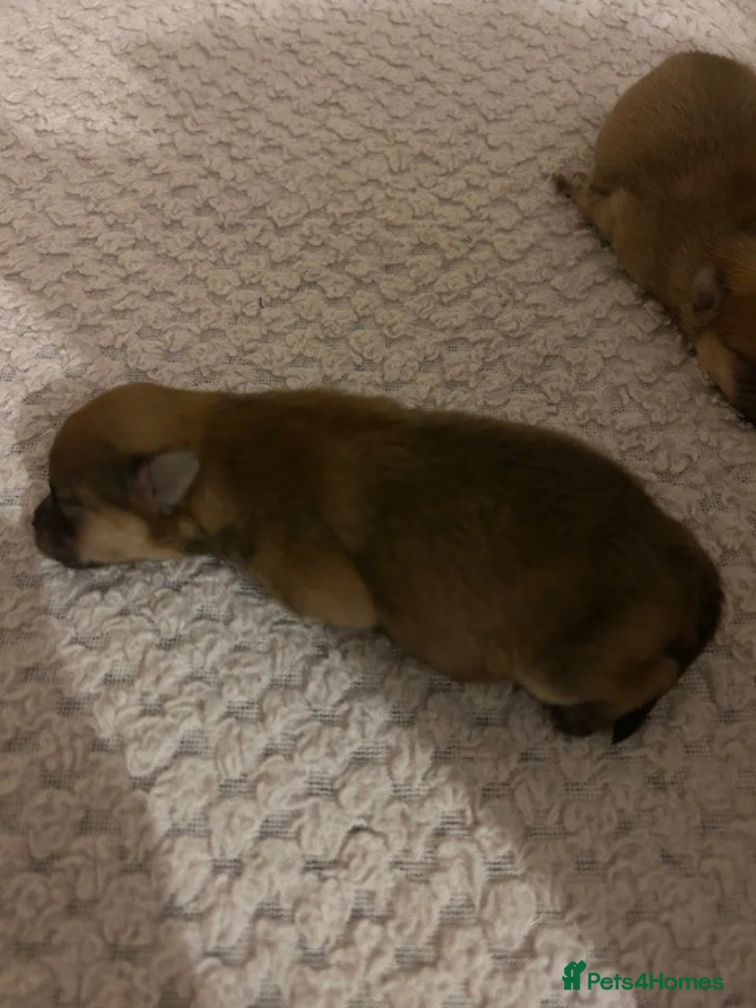 Pomeranian dogs for sale: Tiny Pomeranian Puppies - Advert 27