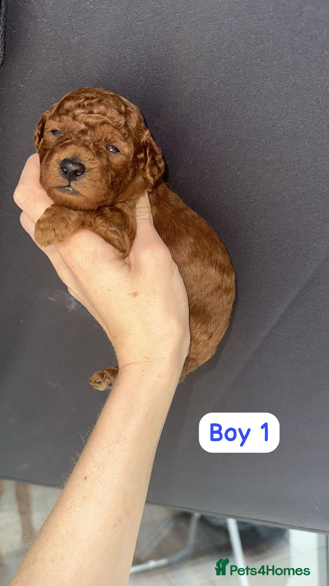 Labradoodle dogs for sale: 5 amazing HT red multi double doodles❤️💙 - Image 7