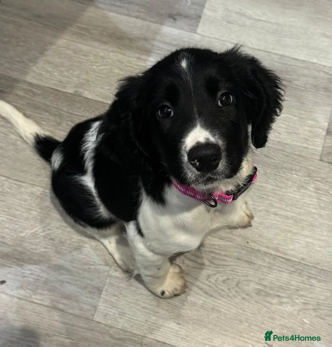 English Springer Spaniel dogs for sale: Kc registered English springer spaniel female - Advert 5