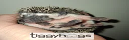 Pygmy Hedgehog rodents for sale: Handsome Male African pygmy hedgehogs  - Advert 6