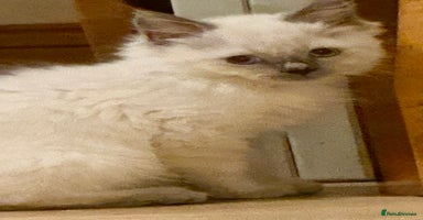 Ragdoll cats - Advert 2