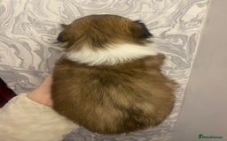 Shih Tzu dogs for sale: Imperial shitzhu pups  born on the 17 of October - Image 7