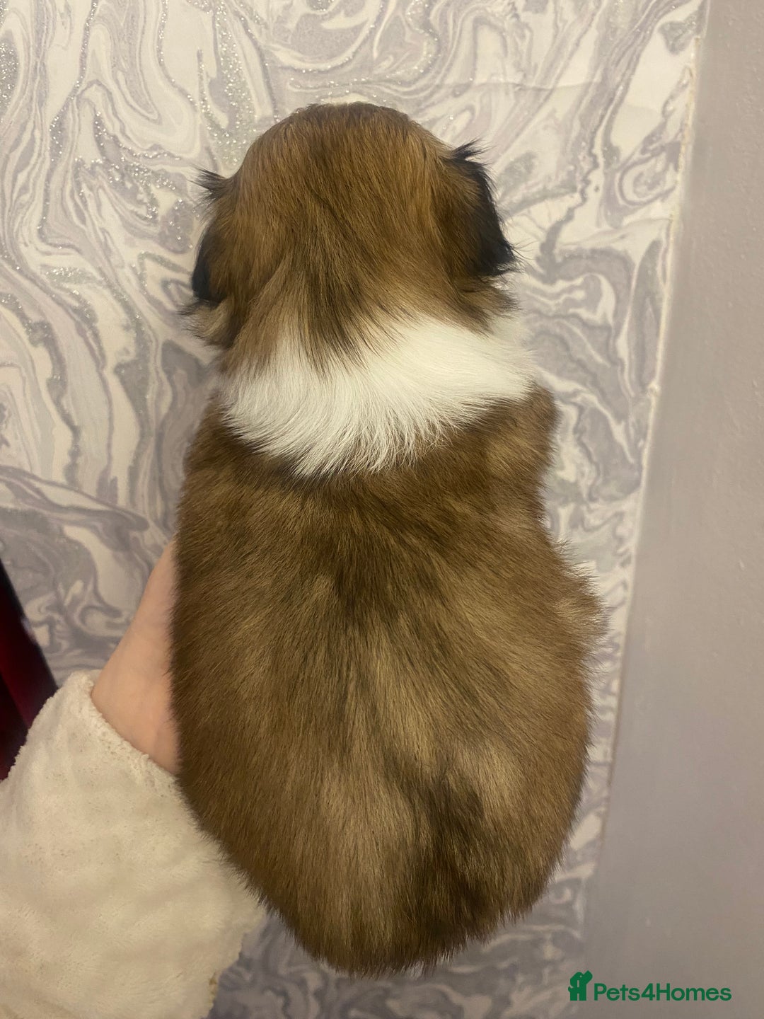 Shih Tzu dogs for sale: Imperial shitzhu pups  born on the 17 of October - Image 7