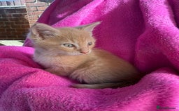 Maine Coon cats for sale: Beautiful Maine Coon Cross Kittens  - Image 6