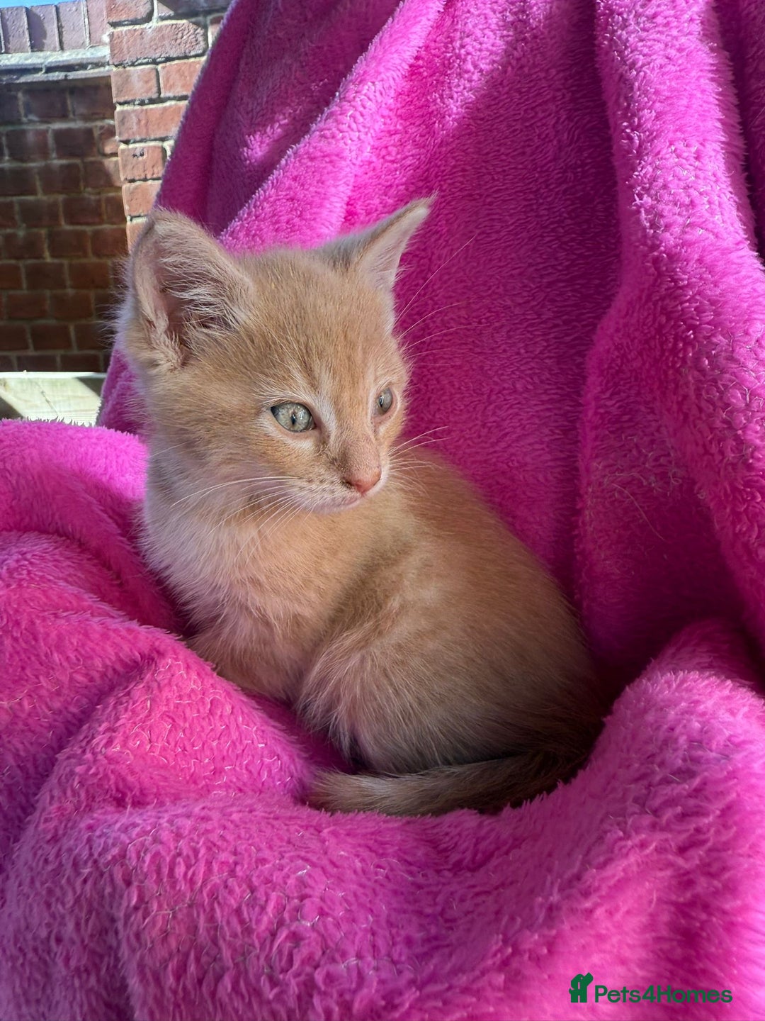 Maine Coon cats for sale: Beautiful Maine Coon Cross Kittens  - Image 6