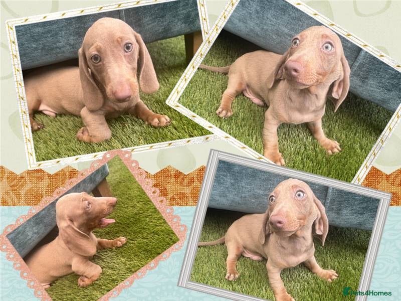 Dachshund dogs 🩷Amazing dachshund puppies🩷✨ Only 1 Boy Left ✨   - Advert 1