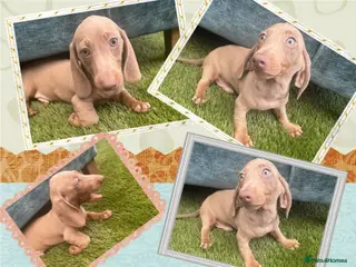Dachshund dogs 🩷Amazing dachshund puppies🩷✨ Only 1 Boy Left ✨ - Advert 3