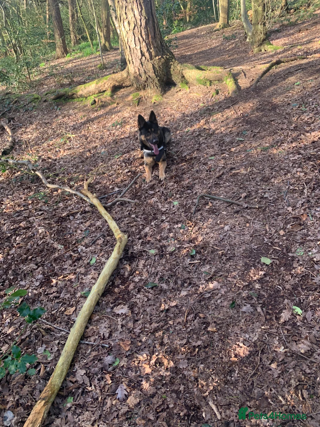 German Shepherd dogs for sale: 4 year old German Shepard..  in Liverpool - Advert 2