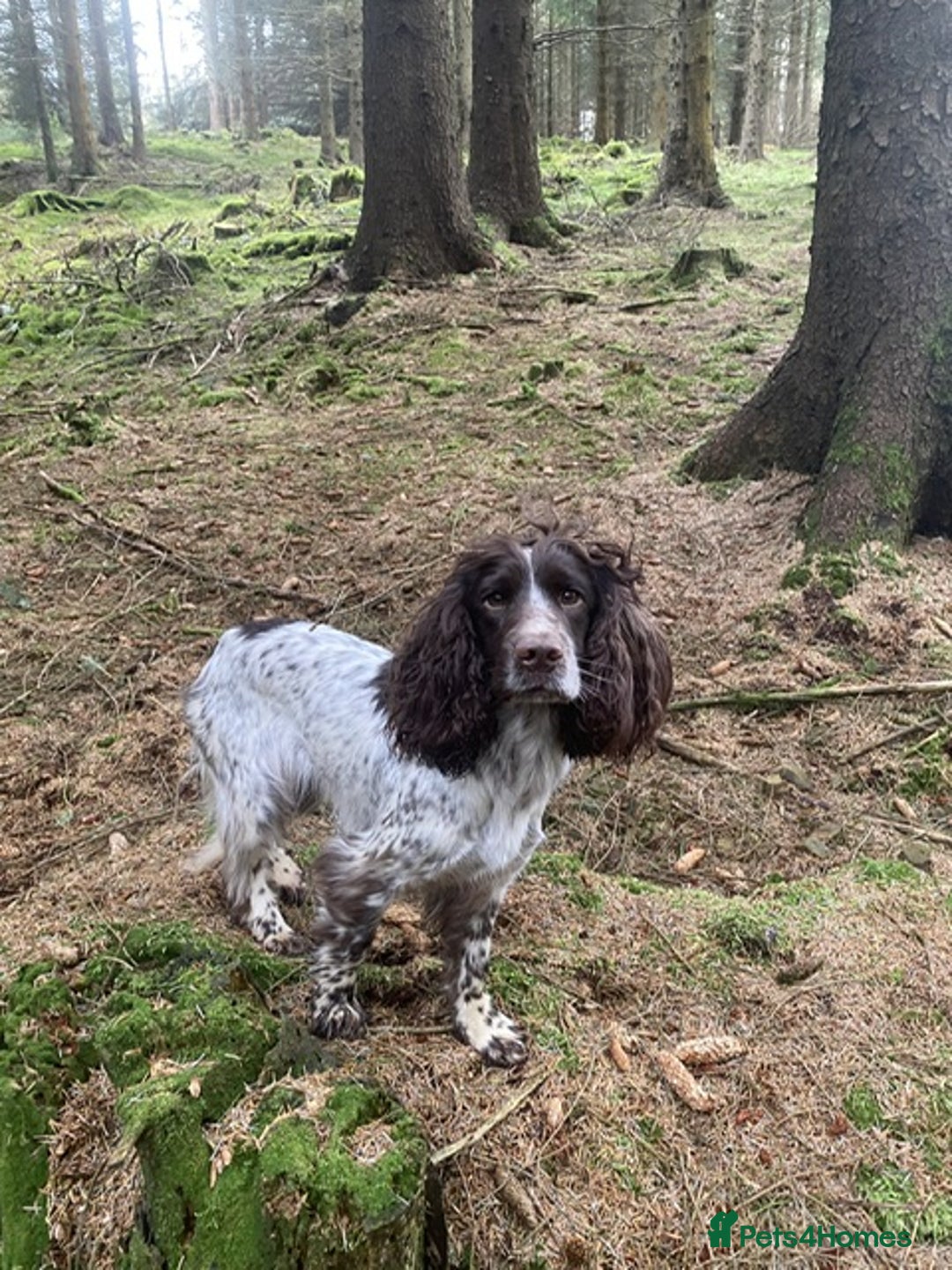 Sprocker dogs for sale: Gorgeous liver & white sprocker bitch - Image 1