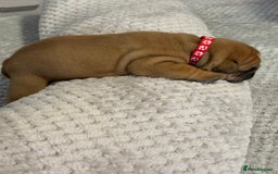 English Bulldog dogs for sale: English Bulldog puppies for sale KC registered  - Image 30